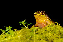 Emerald Forest Frog (Hylorina sylvatica) on moss, Chile, January