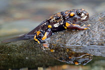 A metamorphosing Chile Mountains False Toad (Telmatobufo venustus) on a stone in a mountain stream, Chile, January, Endangered species