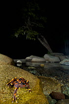 Chile Mountains False Toad (Telmatobufo venustus) at night in its environment, sitting on a boulder next to the stream, Chile, January, Endangered species