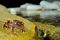 Chile Mountains False Toad (Telmatobufo venustus) at night in its environment, sitting on a bolder next to the stream, Chile, January, Endangered species