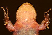 Ventral view of a male Spiney-chested Frog (Alsodes hugoi) showing gland clusters, Chile, January, Controlled conditions