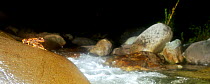 Panorama of a Chile Mountains False Toad (Telmatobufo venustus) at night in its environment, sitting on a boulder next to the stream, Chile, January, Endangered species