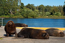 South American Sea Lions (Otaria flavescens) resting on river bank, Valdivia, Chile, January