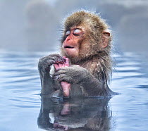 Japanese Macaque (Macaca fuscata) baby enjoying a relaxing moment in the hot spring in Jigokudani, Japan. January