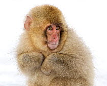 Japanese Macaque (Macaca fuscata) baby with fur puffed out to keep itself warm, Jigokudani, Japan.  February