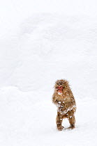 Japanese Macaque (Macaca fuscata) juvenile standing up with feet pointed inward, Jigokudani, Japan, January