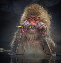 Japanese Macaque (Macaca fuscata) biting needles from tree branch while sitting in hot spring in Jigokudani, Japan, January
