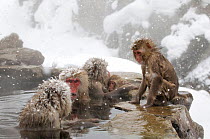 Japanese Macaque (Macaca fuscata) females gather at one end of the hot springs, Jigokudani, Japan, February
