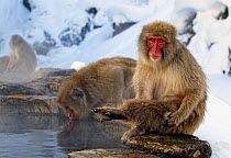 Japanese Macaque (Macaca fuscata) lifting leg while sitting at side of thermal pool, Jigokudani, Japan, February