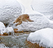 Japanese Macaque (Macaca fuscata) leaping across the rapids onto boulders in Hell Valley, Jigokudani Japan, February
