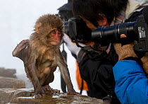 Japanese Macaque (Macaca fuscata) juvenile appears to be doing tricks to get some attention in Jigokudani, Japan.