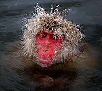 Japanese Macaque (Macaca fuscata) with icy strands of fur on its head, Jigokudani, Japan, February