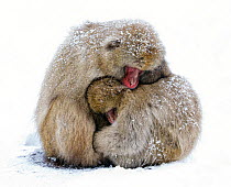 Japanese Macaque (Macaca fuscata) male and female huddle together during a light snowfall in Jigokudani Japan, January