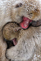 Japanese Macaque (Macaca fuscata) male and female are huddled together as the snow falls in Jigokudani Japan.