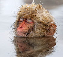 Japanese Macaque (Macaca fuscata) young one, appearing quite relaxed in thermal pool, even falling asleep, in Jigokudani, Japan, February
