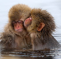 Young Japanese macaque (Macaca fuscata) 'kissing' another macque in the thermal hot springs, Jigokudani, Japan, January