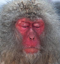 Japanese Macaque (Macaca fuscata) in thermal pool, falling asleep,  Jigokudani, Japan, January