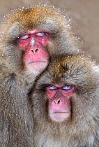 Japanese Macaque (Macaca fuscata) pair falling asleep together, Jigokudani, Japan, January