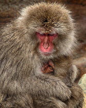 A Japanese Macaque (Macaca fuscata) baby looks up for a moment while nursing from its mother, in Jigokudani, Japan, February