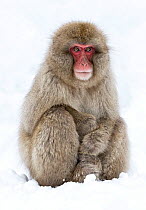 Japanese Macaque (Macaca fuscata) adult sitting in snow with paws stacked, Jigokudani, Japan, January