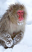 Japanese Macaque (Macaca fuscata) foraging for food in deep snow, front paws covered in snow, Jigokudani, Japan, January
