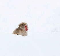 Japanese Macaque (Macaca fuscata) sitting deep in the newly fallen snow in Jigokudani, Japan, January