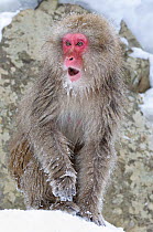 Japanese Macaque (Macaca fuscata) female watches as other monkeys squabble and scream, Jigukodani Japan, January