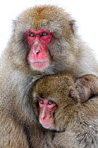 Japanese Macaque (Macaca fuscata) male holding onto his female mate defensively, Jigokudani, Japan, February