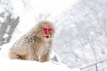 Japanese Macaque (Macaca fuscata) on vantage point, Jigokudani, Japan, January