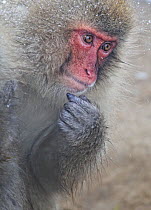 Japanese Macaque (Macaca fuscata)  Jigokudani, Japan, January
