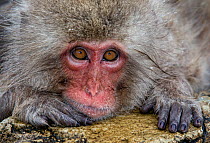Japanese Macaque (Macaca fuscata) positioned on the edge of the hot springs with head on rock, paw under chin, staring, Jigokudani, Japan, January