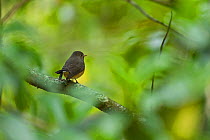 Kashmir flycatcher (Ficedula subrubra) perched,  Nilgiri mountains UNESCO Biosphere reserve, Tamil Nadu, Western Ghats, India