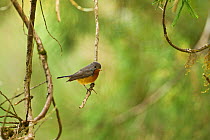 Kashmir flycatcher (Ficedula subrubra) Nilgiri mountains UNESCO Biosphere reserve, Tamil Nadu, Western Ghats, India