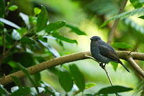 Niligri flycatcher (Eumyias albicaudatus) Nilgiri mountains UNESCO Biosphere reserve, Tamil Nadu, Western Ghats, India