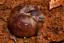 Pig-nosed frog (Nasikabatrachus sahyadrensis) Western Ghats, India