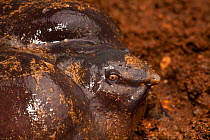 Pig-nosed frog (Nasikabatrachus sahyadrensis)  close-up, Western Ghats, India