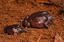 Pig-nosed frogs (Nasikabatrachus sahyadrensis) Western Ghats, India