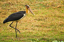 Lesser adjutant stork (Leptoptilos javanicus) Majuli Island, Assam, India. Vulnerable species.