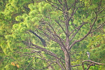 White-bellied Heron (Ardea insignis) in tree, Punasangtchu, Bhutan. Critically endangered species.