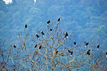 Wreathed hornbills (Rhyiceros undulatus) roosting in tree, Pakke, Arunachal pradesh, India