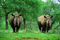Two White Rhinoceros (Ceratotherium simum)  Hluhluwe-Umfolozi Park, South Africa