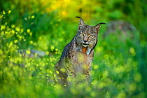 Wild Iberian Lynx (Lynx pardinus) male, Sierra de Andujar Natural Park, Jaen, Andalucia, Spain