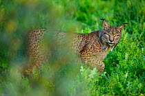 Wild Iberian Lynx (Lynx pardinus) male, Sierra de Andujar Natural Park, Jaen, Andalucia, Spain
