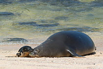 Hawaiian monk seal (Monachus schauinslandi) five day old pup nuzzles its mother, Kalaupapa, Molokai, Hawaii, USA. Mother has Cuvierian tubule (defensive ejecta of sea cucumber) stuck on head