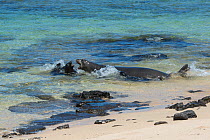 Hawaiian monk seals (Monachus schauinslandi) female with two day old pup charges four week old pup that approached from the water, Kalaupapa, Molokai, Hawaii, USA. Older pup's mother is at left of fra...