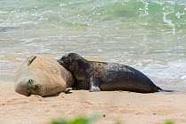Hawaiian monk seal (Monachus schauinslandi) mother nursing month old pup, Kalaupapa, Molokai, Hawaii, USA