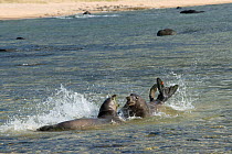 Hawaiian monk seals (Monachus schauinslandi) female (on right) drives away aggressive male, Kalaupapa, Molokai, Hawaii, USA