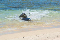 Hawaiian monk seals (Monachus schauinslandi) aggressive male attacks five and a half week pup, Papaloa Beach, Kalaupapa, Molokai, Hawaii, USA