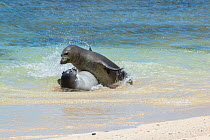 Hawaiian monk seals (Monachus schauinslandi) aggressive male attacks five and a half week pup, Papaloa Beach, Kalaupapa, Molokai, Hawaii, USA