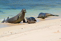 Hawaiian monk seals (Monachus schauinslandi) aggressive male attacks a five and a half week pup, mother (right) approaches to intervene; Papaloa Beach, Kalaupapa, Molokai, Hawaii, USA